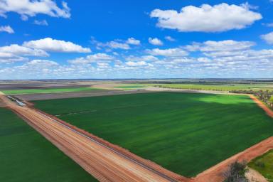 Cropping For Sale - NSW - Narrandera - 2700 - Premier irrigated & dryland cropping opportunity with significant development upside (Image 2)