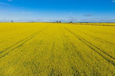 Mixed Farming For Sale - NSW - Savernake - 2646 - A Premier Southern Riverina Mixed Farming Opportunity  (Image 2)