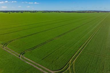 Mixed Farming For Sale - NSW - Savernake - 2646 - A Premier Southern Riverina Mixed Farming Opportunity  (Image 2)