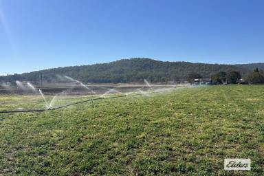 Mixed Farming For Sale - QLD - Laidley South - 4341 - Prime 45-Acre Irrigation Farm in the Mulgowie Valley  (Image 2)
