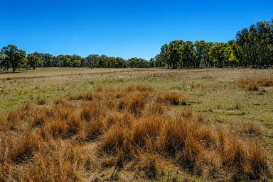 Lifestyle For Sale - NSW - Torrington - 2371 - GIDDY UP !  (Image 2)