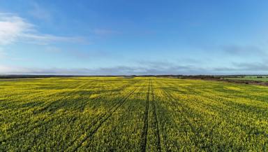 Cropping For Sale - SA - Kielpa - 5642 - Quality Eyre Peninsula Cropping Opportunity  (Image 2)