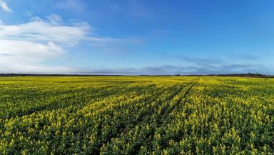 Cropping For Sale - SA - Kielpa - 5642 - Quality Eyre Peninsula Cropping Opportunity  (Image 2)