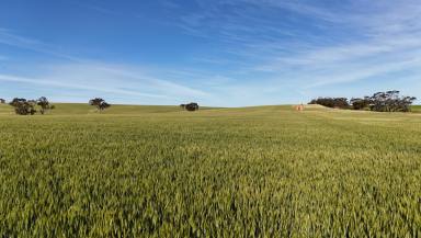Cropping For Sale - SA - Huddleston - 5523 - 'The Gap'  (Image 2)