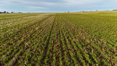 Cropping For Sale - SA - Huddleston - 5523 - 'Cavan Downs'  (Image 2)