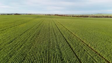 Cropping For Sale - SA - Huddleston - 5523 - 'Cavan Downs'  (Image 2)