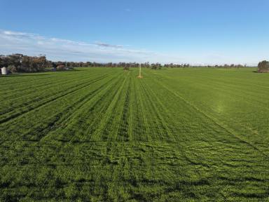 Cropping For Sale - NSW - Quandialla - 2721 - Outstanding Quandialla Cropping Property  (Image 2)