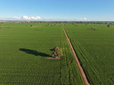 Cropping For Sale - NSW - Quandialla - 2721 - Outstanding Quandialla Cropping Property  (Image 2)