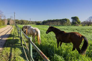 Mixed Farming For Sale - NSW - Wagga Wagga - 2650 - Equine Excellence - Prime Location - Livestock Versatility  (Image 2)