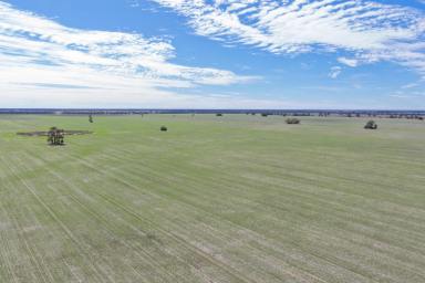 Cropping For Sale - NSW - Moree - 2400 - Highly Productive Dryland Cropping Opportunity  (Image 2)