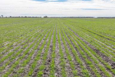 Cropping For Sale - NSW - Moree - 2400 - Highly Productive Dryland Cropping Opportunity  (Image 2)