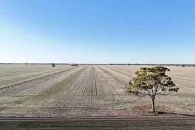 Cropping For Sale - NSW - Moree - 2400 - Highly Productive Dryland Cropping Opportunity (Image 2)