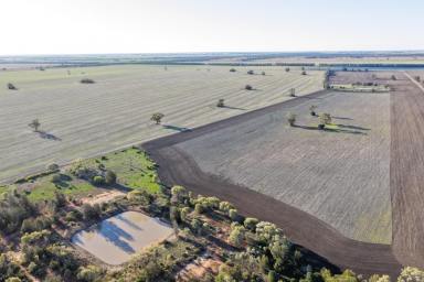 Cropping For Sale - NSW - Moree - 2400 - Highly Productive Dryland Cropping Opportunity (Image 2)