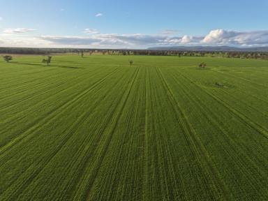 Mixed Farming For Sale - NSW - Bimbi - 2810 - Cropping Gem  (Image 2)