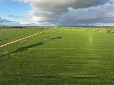 Mixed Farming For Sale - NSW - Bimbi - 2810 - Cropping Gem  (Image 2)
