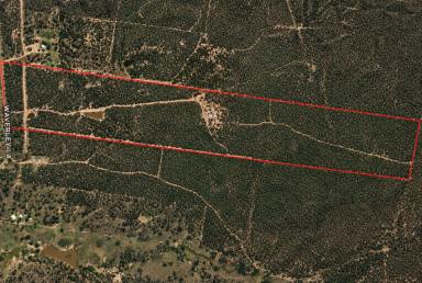 Lifestyle For Sale - QLD - Silver Spur - 4385 - 113 Acres of Private Bushland Escape with Stunning Granite Belt Views (Image 2)