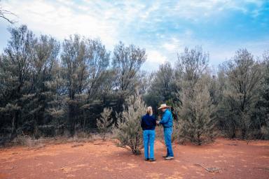 Other (Rural) For Sale - QLD - Adavale - 4474 - PROVEN REGENERATION AT SCALE  (Image 2)