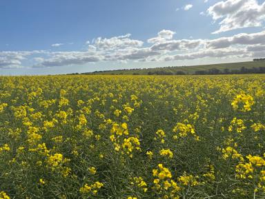 Cropping For Sale - WA - Arrowsmith - 6525 - ARROWSMITH PORTFOLIO | MID WEST REGION WA  (Image 2)