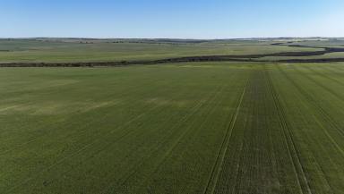 Cropping For Sale - WA - Arrowsmith - 6525 - ARROWSMITH PORTFOLIO | MID WEST REGION WA  (Image 2)