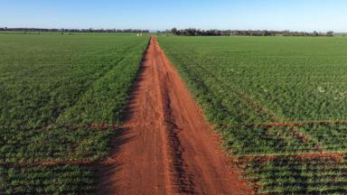 Other (Rural) For Sale - NSW - Pallamallawa - 2399 - Billandrie West, Pallamallawa (Image 2)