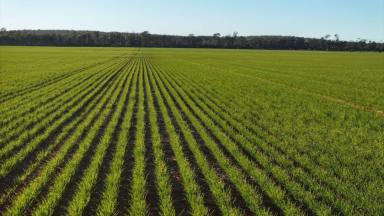 Other (Rural) For Sale - NSW - Pallamallawa - 2399 - Billandrie West, Pallamallawa (Image 2)