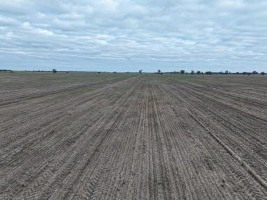 Other (Rural) For Sale - NSW - Grenfell - 2810 - Quality self mulching soils on the Bimbi plains  (Image 2)