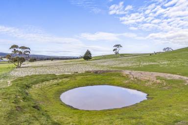 Mixed Farming For Sale - VIC - Linton - 3360 - 295 acres of grazing land in prime Linton location  (Image 2)