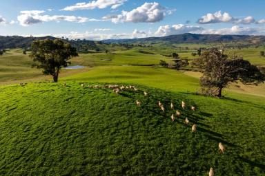 Mixed Farming Auction - NSW - Oberne Creek - 2650 - High rainfall improved grazing  (Image 2)