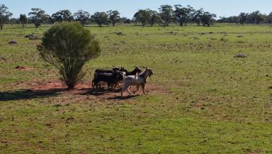 Mixed Farming For Sale - NSW - Nymagee - 2831 - The Modern Grazing Asset  (Image 2)