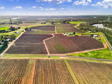 Residential Block For Sale - VIC - Red Cliffs - 3496 - Chardonnay Vineyard with Shedding  (Image 2)