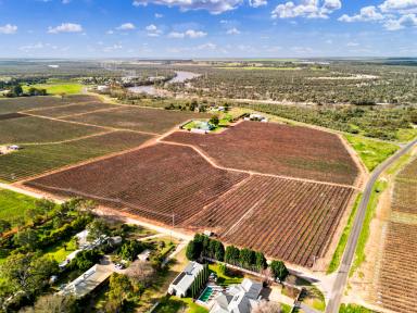 Residential Block For Sale - VIC - Red Cliffs - 3496 - Chardonnay Vineyard with Shedding  (Image 2)