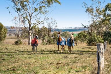 Livestock For Sale - QLD - Forest Springs - 4362 - Rare Lifestyle Opportunity with Dual Living on 60 Acres  (Image 2)