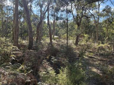 Lifestyle For Sale - VIC - Merino - 3310 - Your Bush Escape Awaits (Image 2)