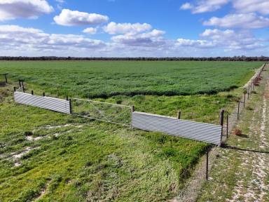 Lifestyle For Sale - VIC - Red Cliffs - 3496 - RURAL LIFESTYLE WITH INCOME (Image 2)