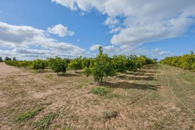Lifestyle For Sale - VIC - Red Cliffs - 3496 - RURAL LIFESTYLE WITH INCOME (Image 2)