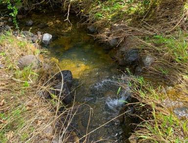 Lifestyle For Sale - NSW - Kyogle - 2474 - FIRST FARM BUYER SPECIAL  (Image 2)