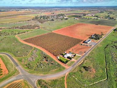 Horticulture For Sale - VIC - Cardross - 3496 - Huge Price Reduction - Vineyard with Shed Opportunity (Image 2)