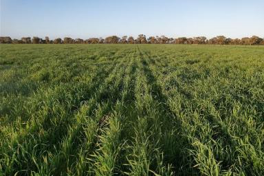 Mixed Farming For Sale - NSW - Matong - 2652 - Expansion Opportunity with Rural Lifestyle Appeal  (Image 2)