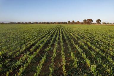 Mixed Farming For Sale - NSW - Matong - 2652 - Expansion Opportunity with Rural Lifestyle Appeal  (Image 2)