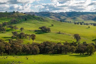 Mixed Farming Auction - NSW - Kyeamba - 2650 - Premium Location. Proven Reliability. (Image 2)