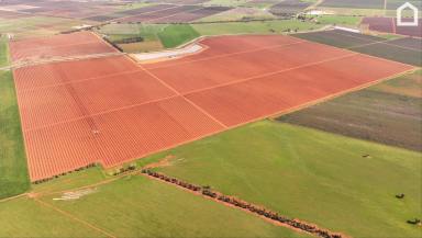 Horticulture For Sale - NSW - Myall Park - 2681 - "Mountview Orchards"  (Image 2)