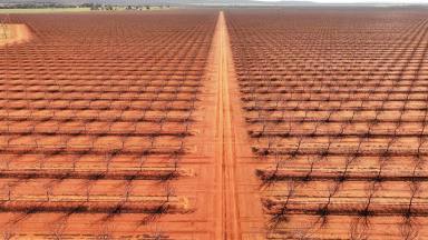 Horticulture For Sale - NSW - Myall Park - 2681 - "Mountview Orchards"  (Image 2)