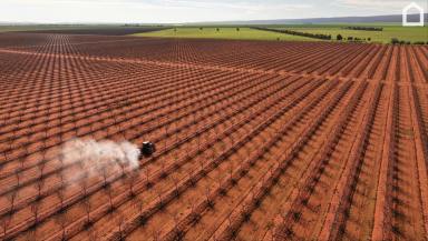 Horticulture For Sale - NSW - Myall Park - 2681 - "Mountview Orchards" (Image 2)