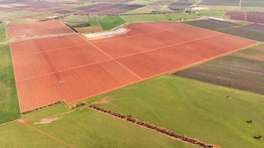 Horticulture For Sale - NSW - Myall Park - 2681 - "Mountview Orchards"  (Image 2)