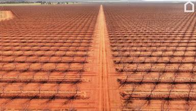 Horticulture For Sale - NSW - Myall Park - 2681 - "Mountview Orchards"  (Image 2)