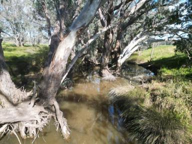 Cropping For Sale - NSW - Grenfell - 2810 - One Of Grenfell's Best Cropping Properties  (Image 2)