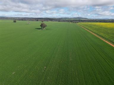 Cropping For Sale - NSW - Grenfell - 2810 - One Of Grenfell's Best Cropping Properties  (Image 2)
