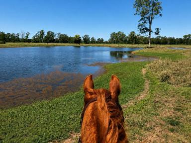 Mixed Farming For Sale - QLD - Glen Echo - 4570 - 'Rosehill" 240 Acre Water-Secure Intensive Cattle & Fodder Enterprise Glen Echo Gympie Region Queensland - Family Owned since 1958.  (Image 2)