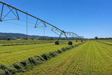 Mixed Farming For Sale - NSW - Tamworth - 2340 - Exceptionally Developed Irrigated Fodder Factory  (Image 2)