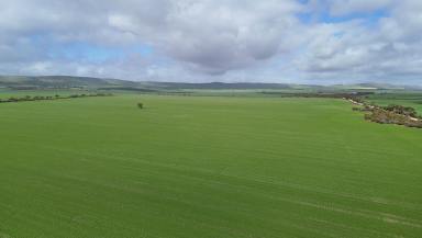 Cropping For Sale - SA - Mundoora - 5555 - Quality Cropping Property  (Image 2)